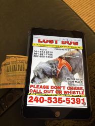 Lost Male Dog last seen Scott Dr. @ Beaumont Rd. , Colesville, MD 20904