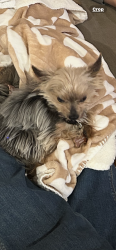 Lost Male Dog last seen Crown Point  Hidden Valley Drive, Crown Point, IN 46307