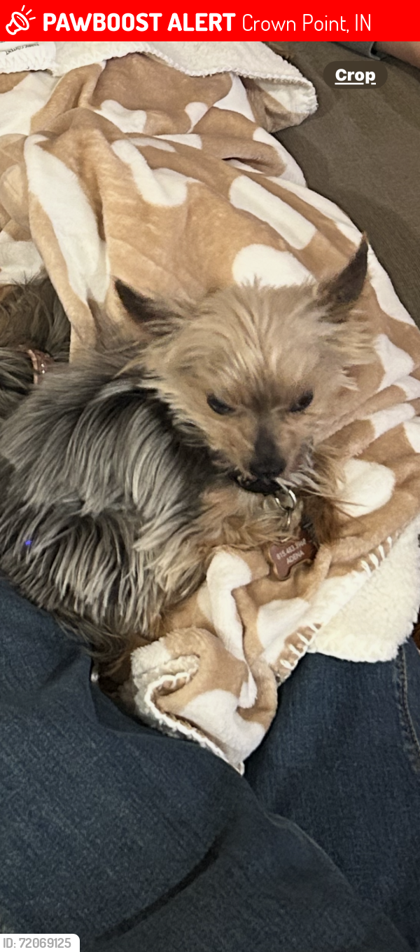 Lost Male Dog last seen Crown Point  Hidden Valley Drive, Crown Point, IN 46307