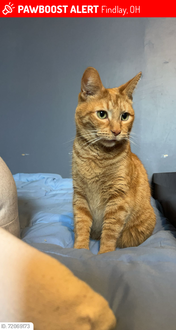 Lost Male Cat last seen Lincoln street and Morse Street, Findlay, OH 45840