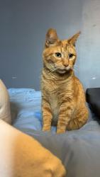 Lost Male Cat last seen Lincoln street and Morse Street, Findlay, OH 45840