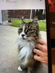 Lost Female Cat last seen Wisteria way and logan, Round Rock, TX 78664