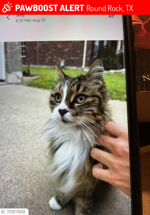 Lost Female Cat last seen Wisteria way and logan, Round Rock, TX 78664