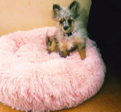 Lost Female Dog last seen Yuma st se, Washington, DC 20032