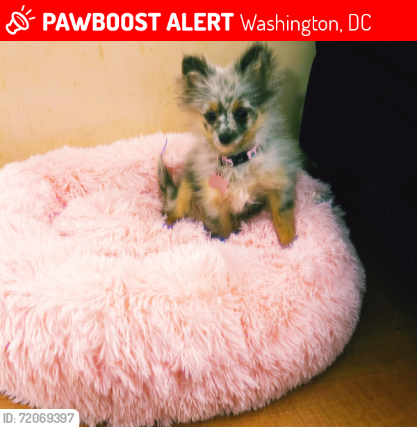Lost Female Dog last seen Yuma st se, Washington, DC 20032