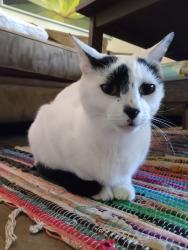 Lost Male Cat last seen Antonelli Pond, Santa Cruz, CA 95060