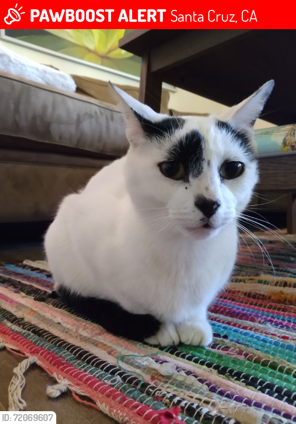 Lost Male Cat last seen Antonelli Pond, Santa Cruz, CA 95060