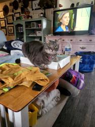 Lost Male Cat last seen Lettered streets , Bellingham, WA 98225