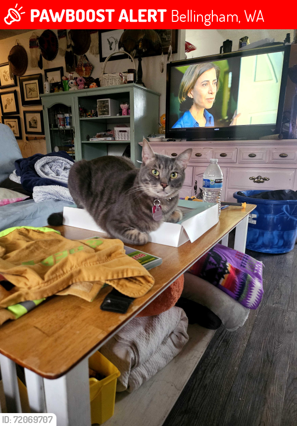 Lost Male Cat last seen Lettered streets , Bellingham, WA 98225