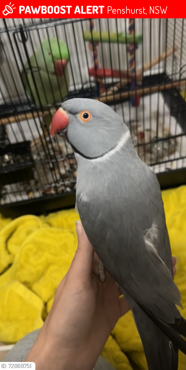 Lost Male Bird last seen Young Street off King George’s Road, Penshurst, NSW 2222