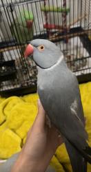 Lost Male Bird last seen Young Street off King George’s Road, Penshurst, NSW 2222