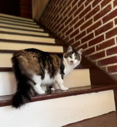 Lost Male Cat last seen Manfre Rd and Buena Vista Dr, Watsonville, CA 95076