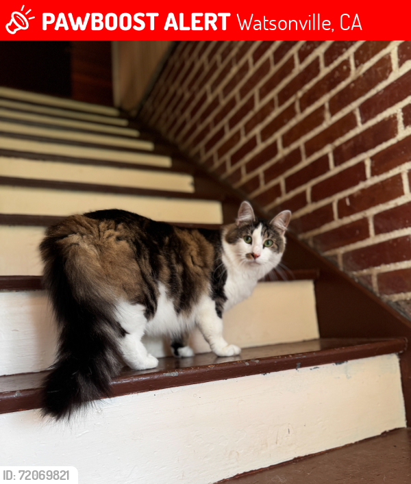 Lost Male Cat last seen Manfre Rd and Buena Vista Dr, Watsonville, CA 95076