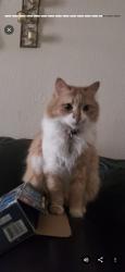 Lost Female Cat last seen Yellow Rose, El Paso, TX 79936