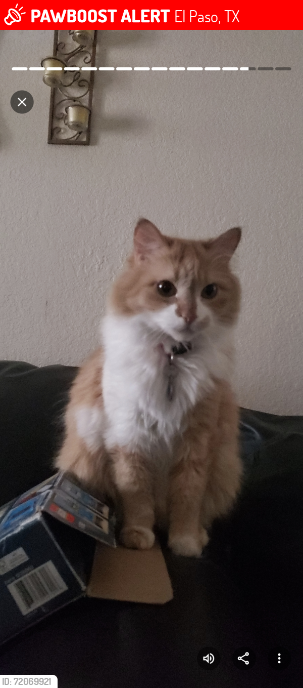 Lost Female Cat last seen Yellow Rose, El Paso, TX 79936