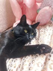 Lost Female Cat last seen Cockbrook, Ashton under lyne, Greater Manchester, England 