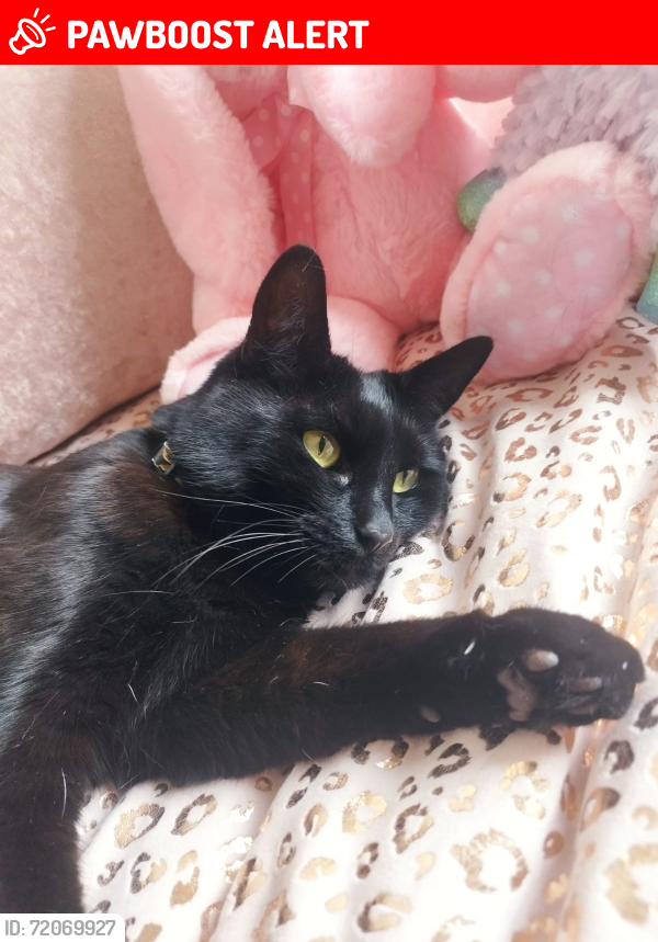 Lost Female Cat last seen Cockbrook, Ashton under lyne, Greater Manchester, England 
