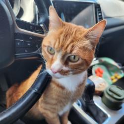 Lost Male Cat last seen Voyager /Ridgeline, near Interquest Marketplace (The Farm neighborhood), Colorado Springs, CO 80921