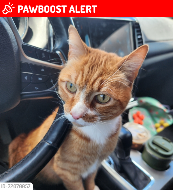 Lost Male Cat last seen Voyager /Ridgeline, near Interquest Marketplace (The Farm neighborhood), Colorado Springs, CO 80921
