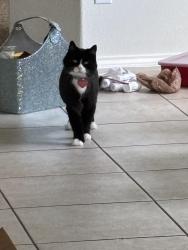 Lost Male Cat last seen Haywards crossing, Katy, TX 77494