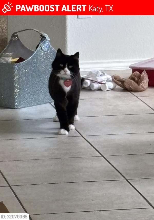 Lost Male Cat last seen Haywards crossing, Katy, TX 77494