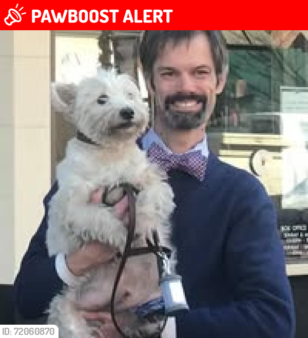 Lost Male Dog last seen Cayman Court, Thompson's Station, TN 37179