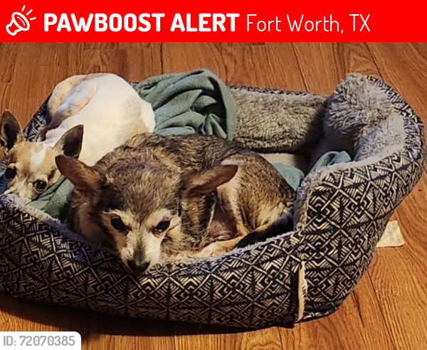 Lost Female Dog last seen Bird Street and Nelson street, Fort Worth, TX 76111