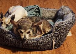 Lost Female Dog last seen Bird Street and Nelson street, Fort Worth, TX 76111