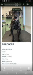 Lost Male Dog last seen OC Animal Care Tustin, Tustin, CA 92782