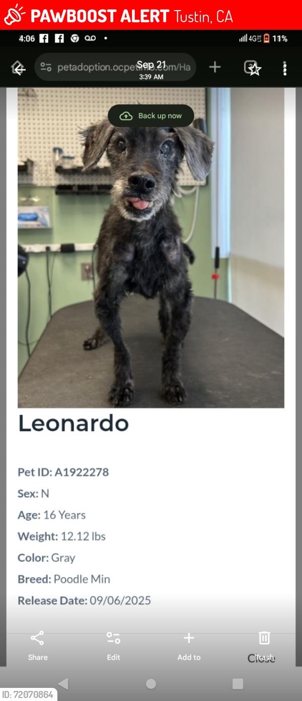 Lost Male Dog last seen OC Animal Care Tustin, Tustin, CA 92782