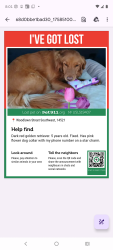 Lost Female Dog last seen Woodlawn St, Lakewood, WA 98498