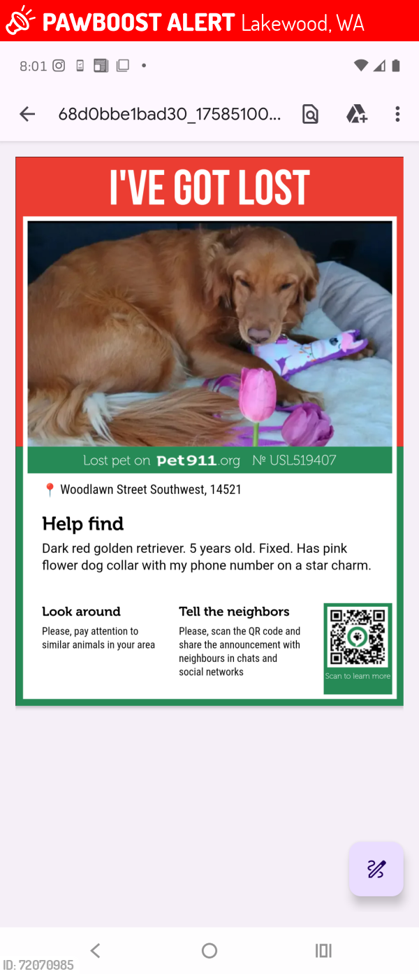 Lost Female Dog last seen Woodlawn St, Lakewood, WA 98498