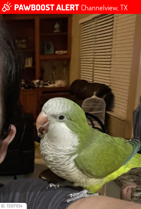 Lost Unknown Bird last seen Sterling green, Channelview, TX 77049