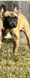 Lost Male Dog last seen Dancing pine DR, Spring, TX 77373