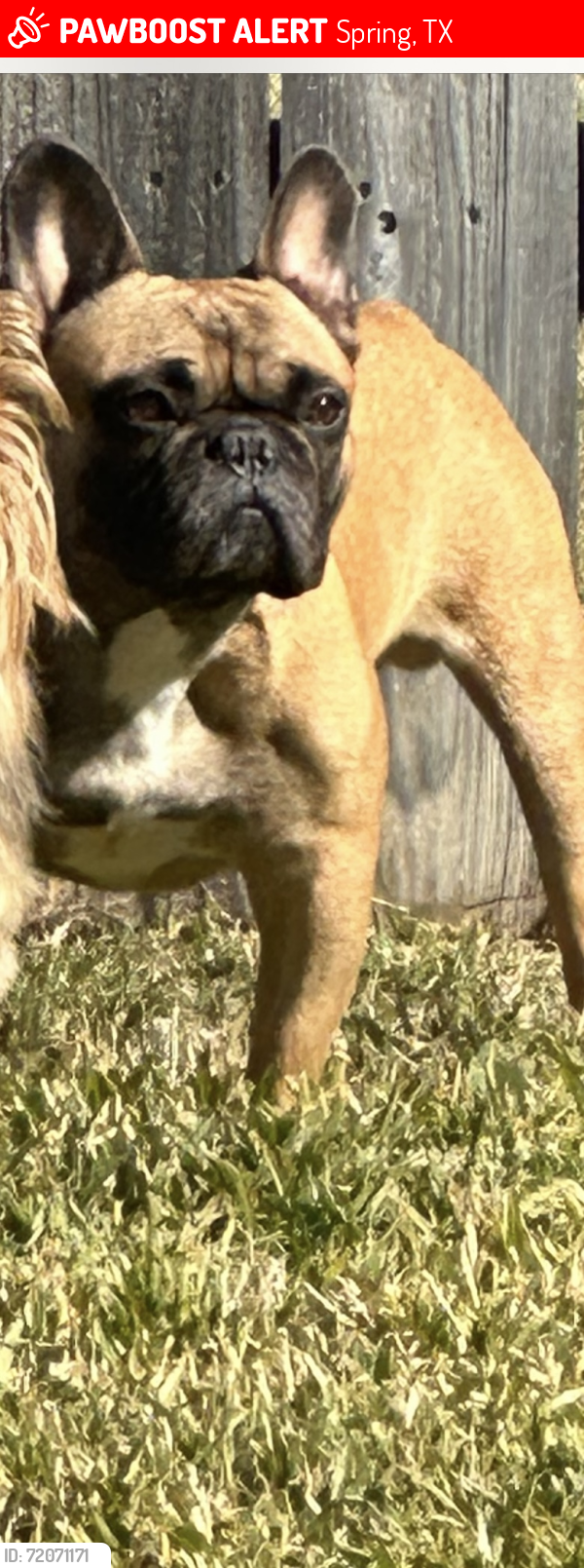 Lost Male Dog last seen Dancing pine DR, Spring, TX 77373