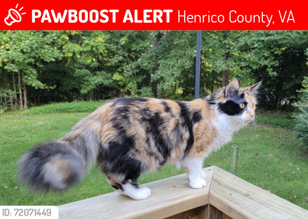 Lost Female Cat last seen Neb ct and Scandia rd, Henrico County, VA 23150