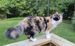 Lost Female Cat last seen Neb ct and Scandia rd, Henrico County, VA 23150