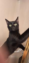 Lost Male Cat last seen Royal Mile Ln or Glamis Ln, Houston, TX 77084