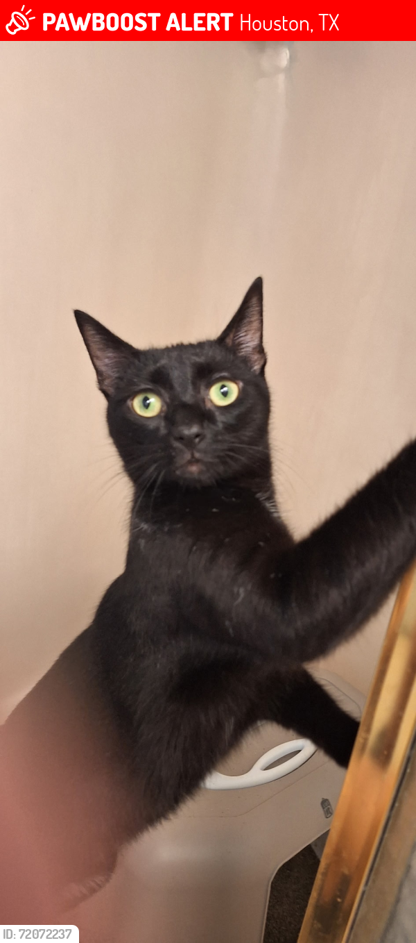 Lost Male Cat last seen Royal Mile Ln or Glamis Ln, Houston, TX 77084