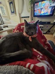 Lost Male Cat last seen Between Cass and Hazelnut, Dedham, MA 02026