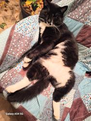Lost Male Cat last seen Robin Hood Lane and Wilde Lake rd, Pensacola, FL 32526