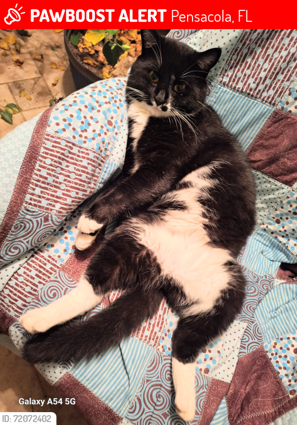 Lost Male Cat last seen Robin Hood Lane and Wilde Lake rd, Pensacola, FL 32526