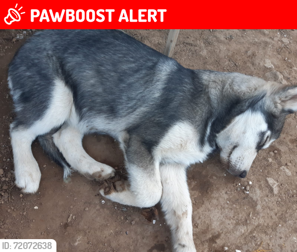 Lost Female Dog last seen Francisco , Oaxaca de Juárez, Oax. 