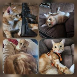 Lost Male Cat last seen Lanikuhana, Mililani, HI 96789