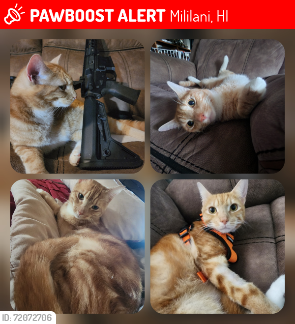 Lost Male Cat last seen Lanikuhana, Mililani, HI 96789