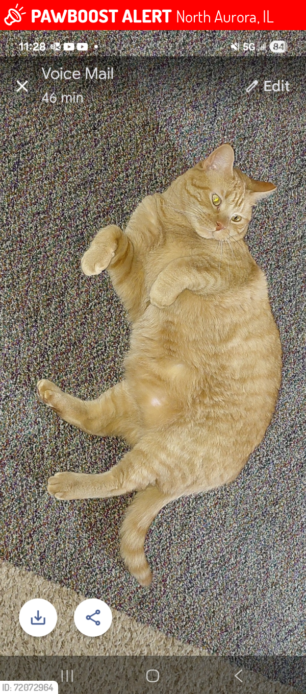 Lost Male Cat last seen Oak crest dr and clark st, North Aurora, IL 60542