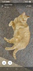 Lost Male Cat last seen Oak crest dr and clark st, North Aurora, IL 60542
