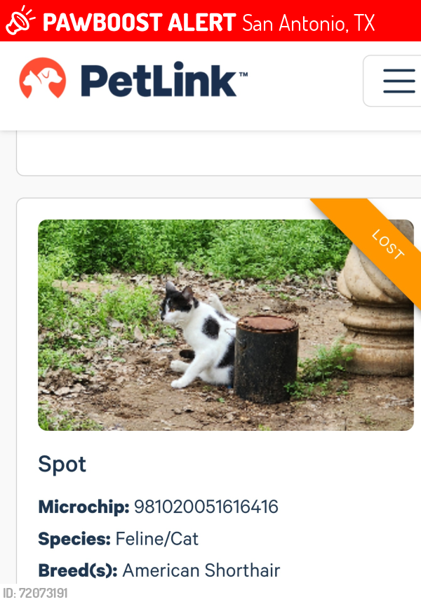 Lost Female Cat last seen Dexired Dr  78222, San Antonio, TX 78222