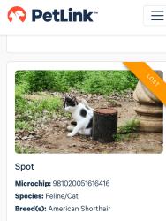Lost Female Cat last seen Dexired Dr  78222, San Antonio, TX 78222