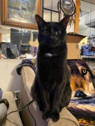 Lost Male Cat last seen Michigan Ave, Battle Creek, MI 49037